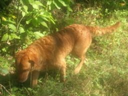chesapeake_bay_retriever_20211129_1202869336